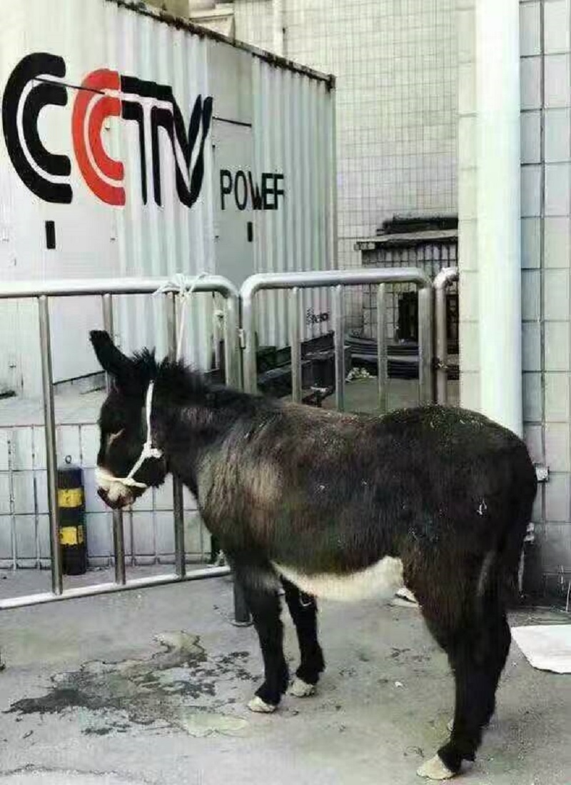  驴都上春晚 哈哈